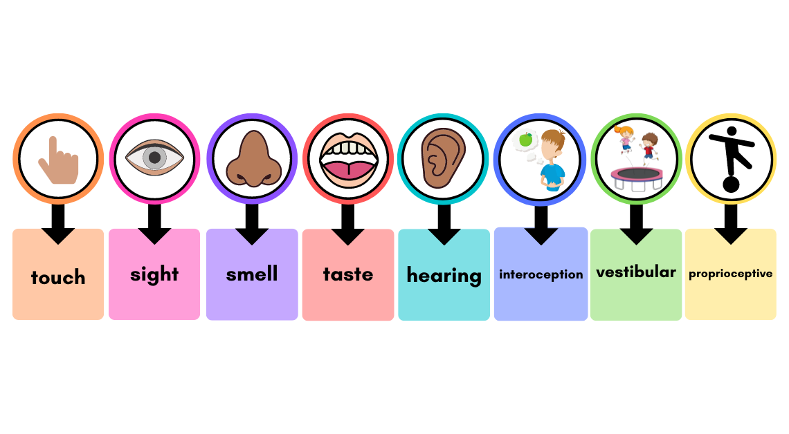 touch, sight, smell, taste, hearing, interoception, vestibular, proprioceptive