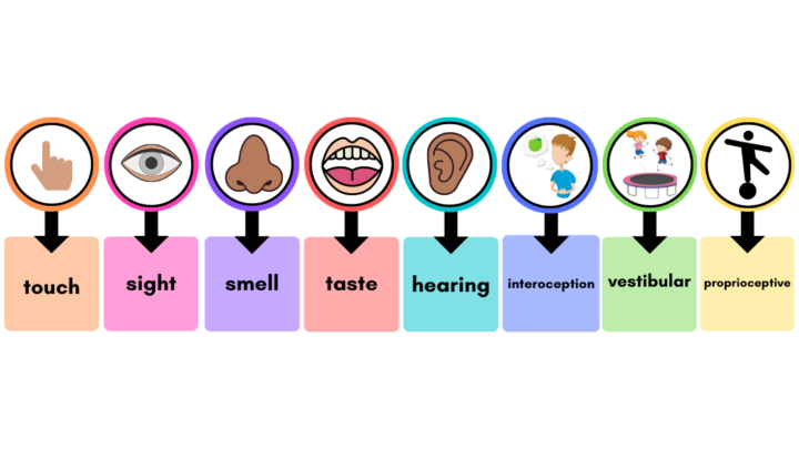 touch, sight, smell, taste, hearing, interoception, vestibular, proprioceptive